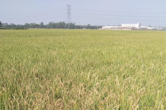 image-here